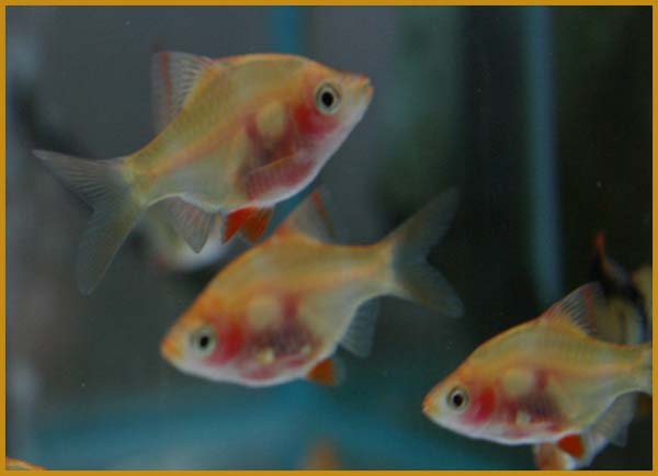 www.israquarium.co.il
